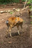 deer in the farm. Relax time on day. photo