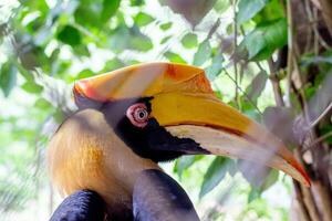 Hornbill close-up shot, in the zoo, the eyes of the hornbill photo