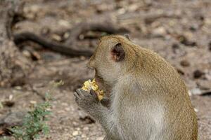 macaque monkey portrait , which name is long tailed, crab-eating or cynomolgus macaque monkey on road photo