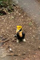 Hornbill close-up shot, in the zoo, the eyes of the hornbill photo