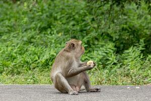 macaque monkey portrait , which name is long tailed, crab-eating or cynomolgus macaque monkey on road photo