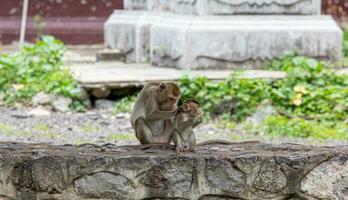 macaque monkey portrait , which name is long tailed, crab-eating or cynomolgus macaque monkey on road photo