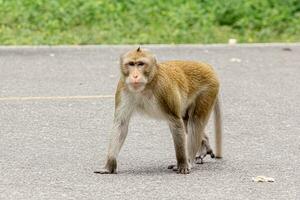 macaque monkey portrait , which name is long tailed, crab-eating or cynomolgus macaque monkey on road photo