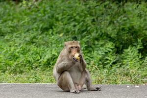 macaque monkey portrait , which name is long tailed, crab-eating or cynomolgus macaque monkey on road photo