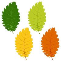 Set of green, yellow and red leaves isolated on white background. Vector illustration of autumn leaves.