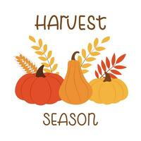 Pumpkins with handwritten text. Vector illustration for postcard of the harvest season