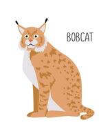 Bobcat is a wild cat. Title. Vector flat illustration of animal isolated on white background.