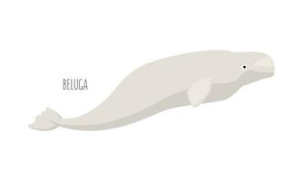 marina animal, beluga ballena aislado en blanco antecedentes. submarino habitantes. plano vector dibujos animados