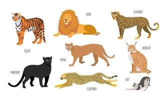 Set of different animals of the feline family. Lion, panther, guepard, leopard, puma, tiger, lynx, bobcat, cat. Vector flat illustration