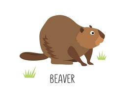 Vector flat illustration of wild forest animal, beaver. Illustration isolated on white background.