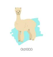 Alpaca in the background with a brushstroke. Vector image of a flat animal. Isolated on white background