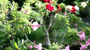 adénium fleurs décorer le à l'extérieur de le maison est mouvement métrage pour saisonnier films et cinématique dans la nature scène. aussi bien Contexte pour scène et titres, logos video