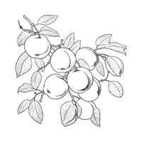 Apricot Coloring Page For Kids vector