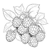 Blackberry Coloring Pages for Kids vector