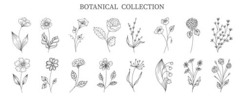 Botanical collection of hand drawn flowers and plants in doodle style. Sketch, line art. Icons, templates, decor elements, vector