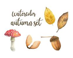 Hand drawn watercolor autumn set. Watercolor autumn leaves, acorn, mushroom and maple fruit. vector