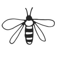 Wasp, simple line drawing, black outline. Hand drawn, vector, on white background isolated. View from above. vector