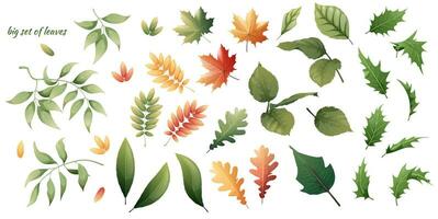 Set of plant leaves on an isolated background. Stickers, clipart for decoration and design. vector