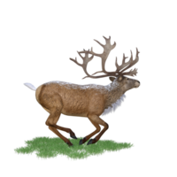 cerf rouge cerf isolé 3d png