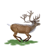 Hirsch rot Hirsch isoliert 3d png