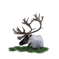 cerf aimal isolé 3d png