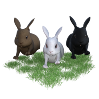 bunny with green grass png