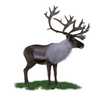 cerf aimal isolé 3d png