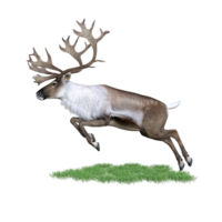 deer aimal isolated 3d png