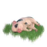 Pig animal isolated 3d png