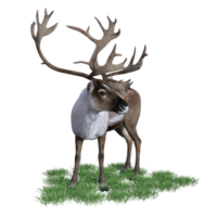 cerf aimal isolé 3d png