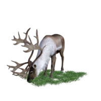 cerf aimal isolé 3d png