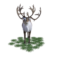 cerf aimal isolé 3d png