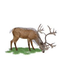 Deer red stag isolated 3d png