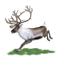 cerf aimal isolé 3d png