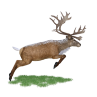 Deer red stag isolated 3d png