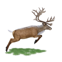 Hirsch rot Hirsch isoliert 3d png