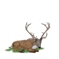 cerf aimal isolé 3d png