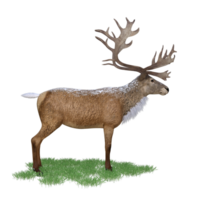 Deer red stag isolated 3d png