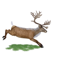 cerf rouge cerf isolé 3d png