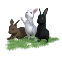 bunny with green grass png