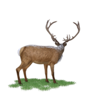 cerf rouge cerf isolé 3d png