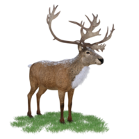 cerf aimal isolé 3d png