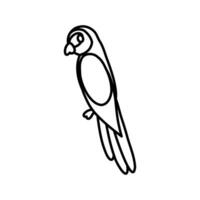 Doodle parrot hand drawn isolated on a white background. vector