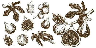 Vector figs big set. Hand drawn botanical illustrations in black ink. Ripe tropical fruits in engraving style isolated on white background. Retro style elements. For packaging design, labels.