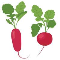 Radishes in flat style. Vector vegetable on a white background. Farm organic product. Pink root vegetable with green leaves.