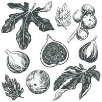 vector higos grande colocar. mano dibujado botánico ilustraciones en negro tinta. maduro tropical frutas en grabado estilo aislado en blanco antecedentes. retro estilo elementos. para embalaje diseño, etiquetas.