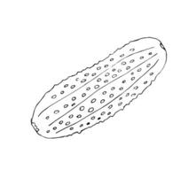 Vector hand drawn sketch cucumber