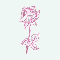 Pink rose flower bouquet isolated on white background vector