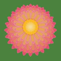 Dahlia flat illustration vector