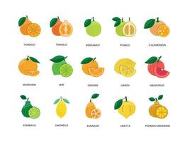 agrios frutas comida Alérgenos, ilustración conjunto en color vector, limón y naranja, pomelo y mandarín, Lima y bergamota, pomelo y calamondín, tangelo y naranja china, Ponkan y limetta, kombava vector